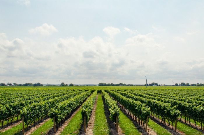 viñedo-copywriting-vino